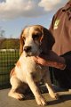Afb_20140323_Bella (7)